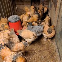 Galline ornamentali