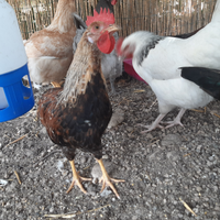 Galli livornesi giovani