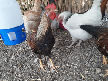 Galli livornesi giovani