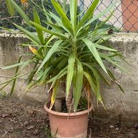 Pianta in vaso da appartamento Yucca gigantea
