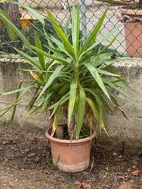 Pianta in vaso da appartamento Yucca gigantea