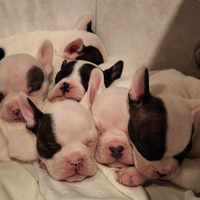 Cuccioli di bulldog francese mettici