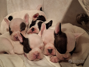 Cuccioli di bulldog francese mettici