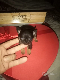 Mini chihuahua Toy da borsetta