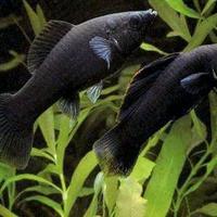 Pesce Tropicale Black Molly Acquario Caldo Nero 