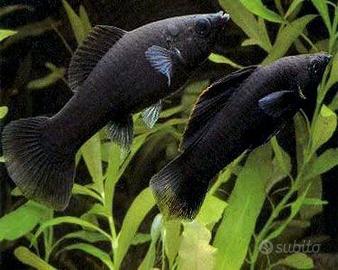 Pesce Tropicale Black Molly Acquario Caldo Nero 