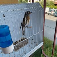 Crociere fasciate e Mozambico