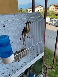 Crociere fasciate e Mozambico