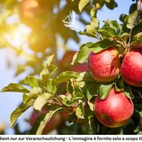 Trento: Frutteto con progetto approvato