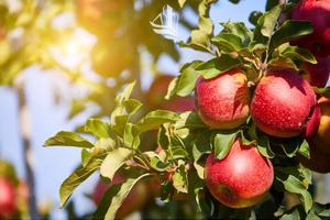 Trento: Frutteto con progetto approvato