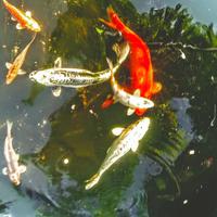 Carpa koi ghost