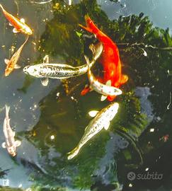 Carpa koi ghost