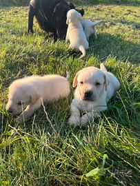 Cuccioli Labrador