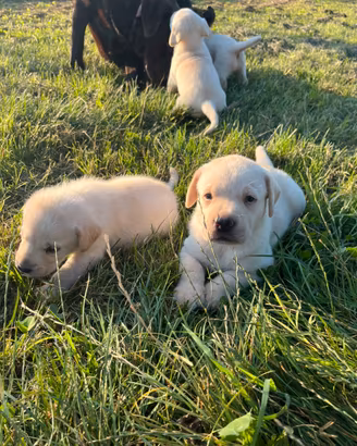 Cuccioli Labrador