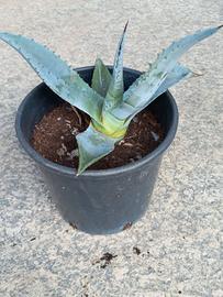 Agave blu