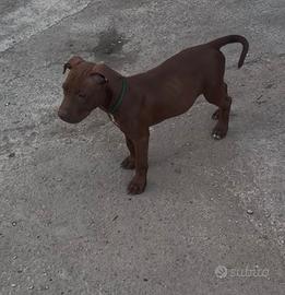 American pitbul Terrier UKC