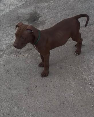 American pitbul Terrier UKC