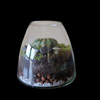 Terrarium ecosystem