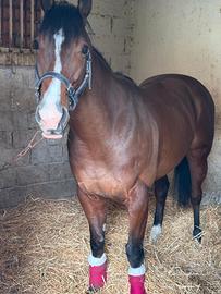 Cavallo purosangue inglese