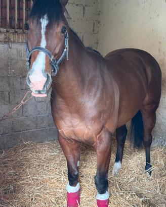 Cavallo purosangue inglese