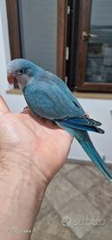 pappagalli parrocchetti monaci addomesticati 