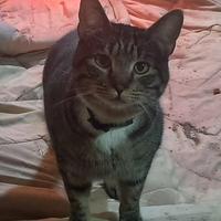 Mike gattino 10 mesi