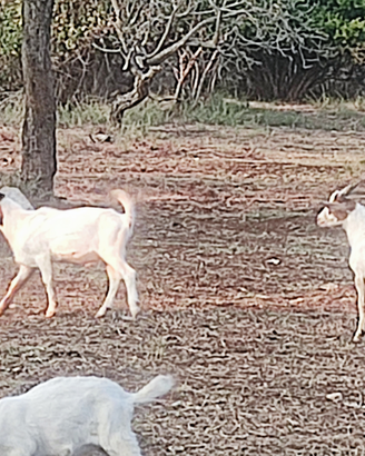 Capretti saanen per camosciato delle Alpi