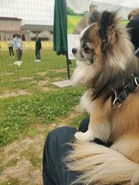 Chihuahua per accoppiamento