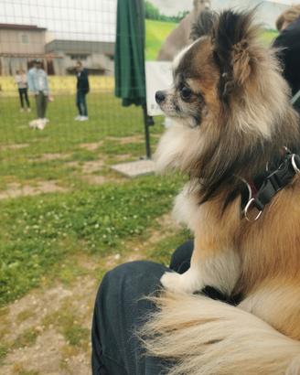 Chihuahua per accoppiamento