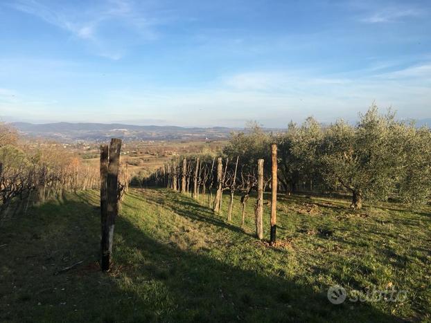 4 ha terreno Grotte Santo Stefano