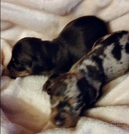 Bassotto kaninchen cioccolato arlecchino enci