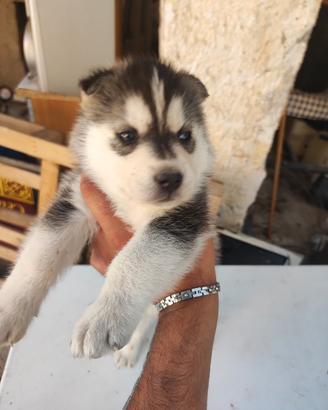 Cucciolo siberian husky