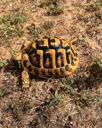 Tartaruga hermanni