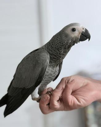 Pappagallo cenerino