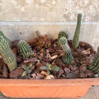 Vasca composizione piante grasse