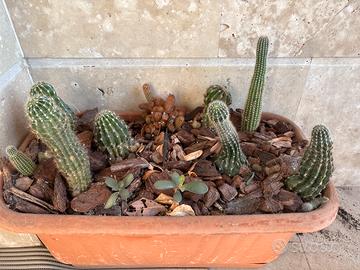 Vasca composizione piante grasse