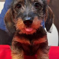 Cuccioli bassotto pelo duro