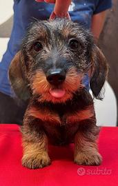 Cuccioli bassotto pelo duro