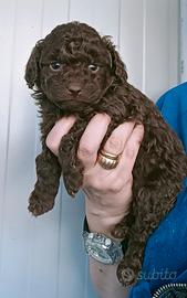 Barboncini prenotabili Toy e nani