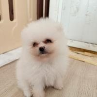 Spriz Pomerania mini mini toy