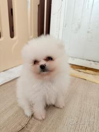 Spriz Pomerania mini mini toy