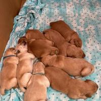 Cuccioli disponibili