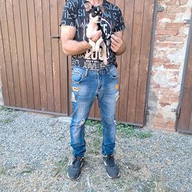  cuccioli  di chihuhua pelo lungo e corto 