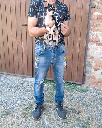  cuccioli  di chihuhua pelo lungo e corto 