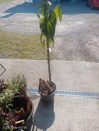Piante avocado