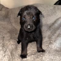 Cuccioli di pastore belga MALINOIS CHARBONNE