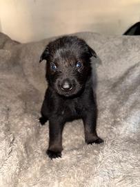 Cuccioli di pastore belga MALINOIS CHARBONNE