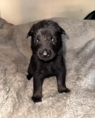 Cuccioli di pastore belga MALINOIS CHARBONNE