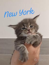 Maine Coon kitten