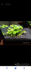 Anubias e altre piante per acquario